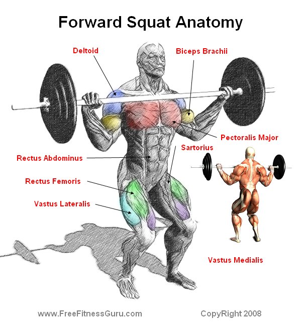 Freefitnessguru Forward Squat Anatomy